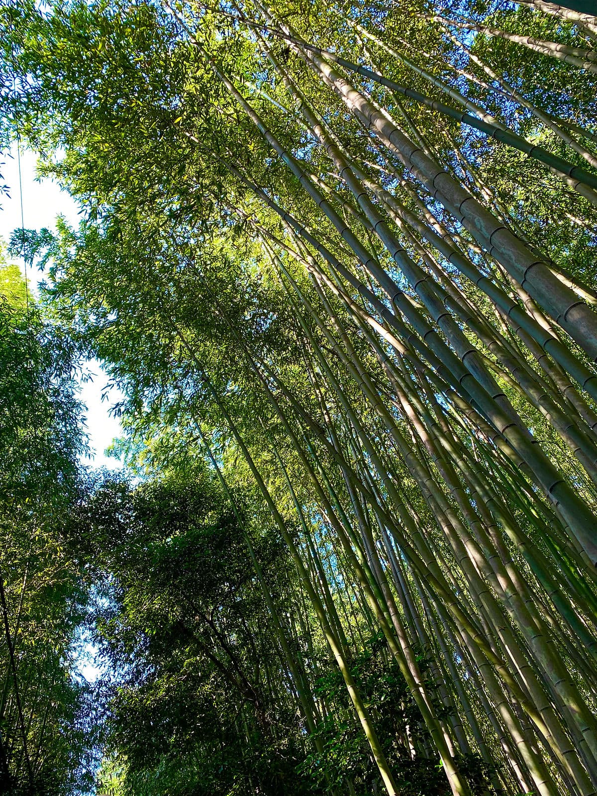 Arashiyama Bamboo Forest