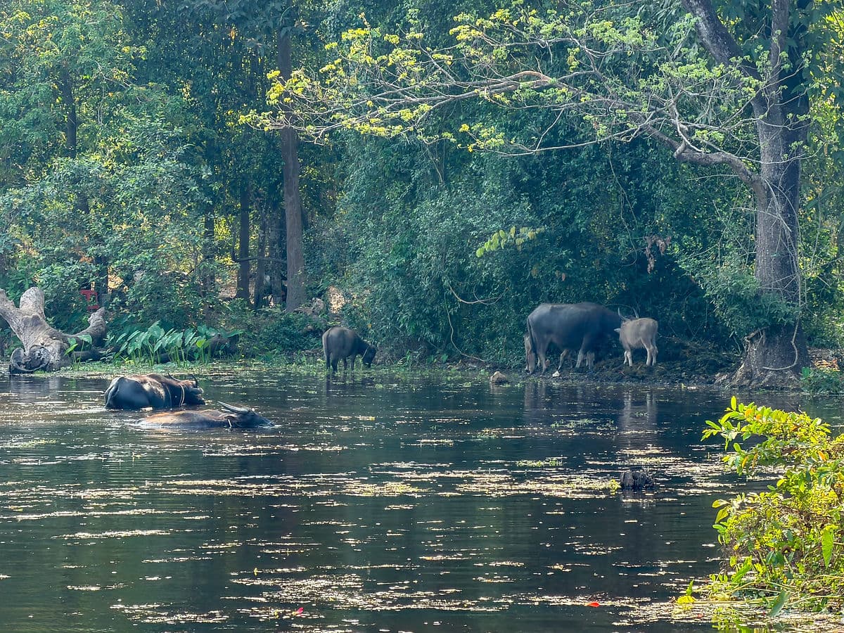 Siem Reap