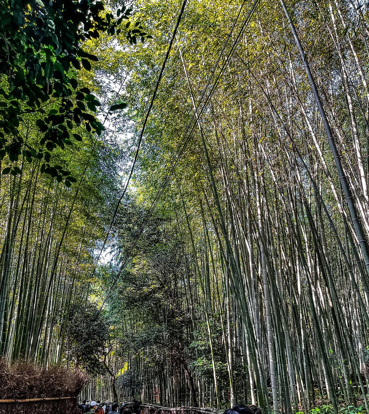 Arashiyama Bamboo Forest