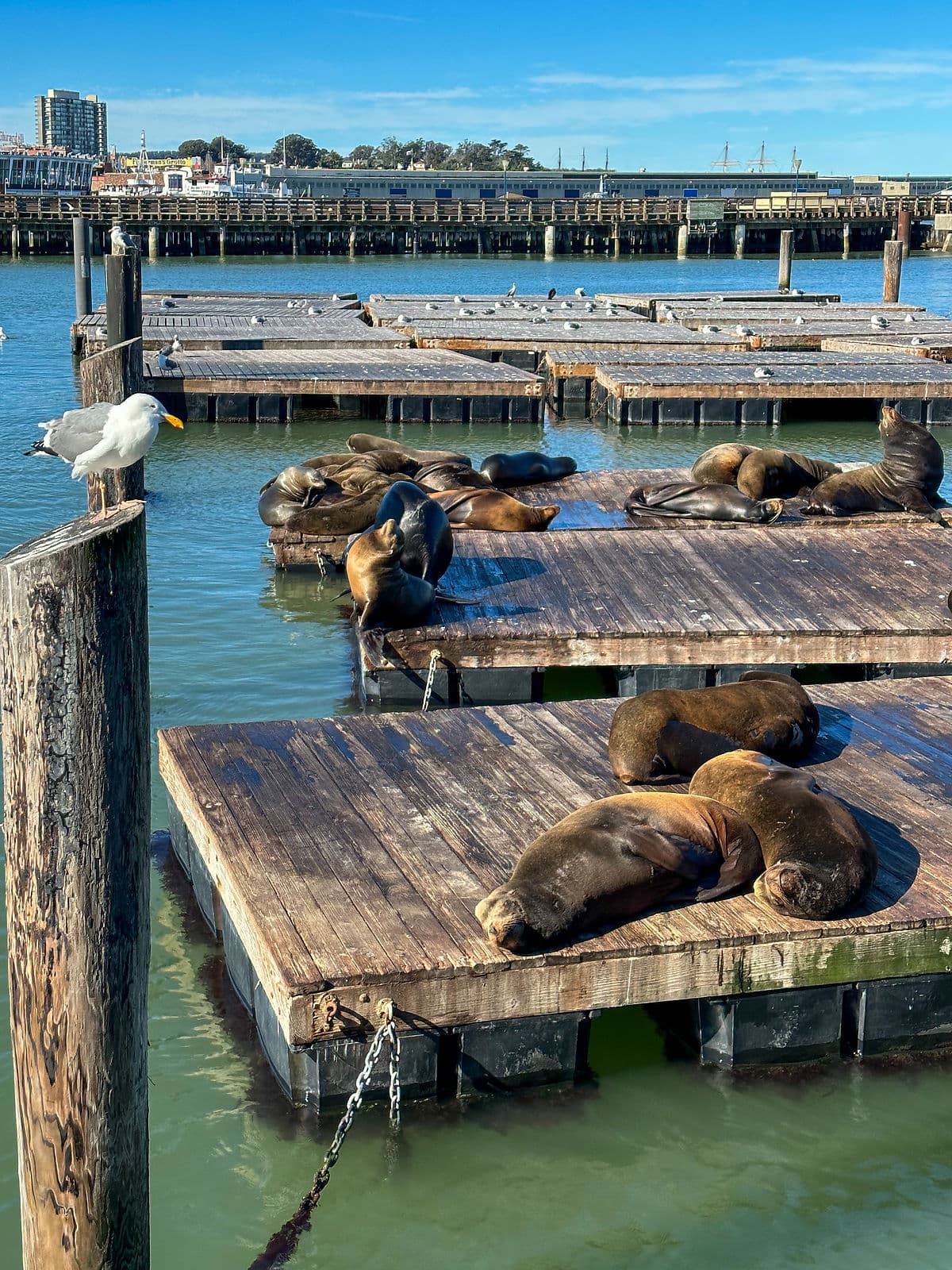 pier 39 anestventure